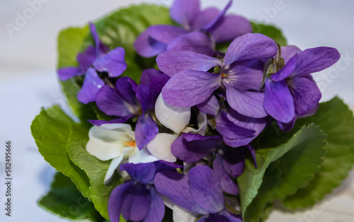 Close up of a small bouquet of white and purple violets, white background