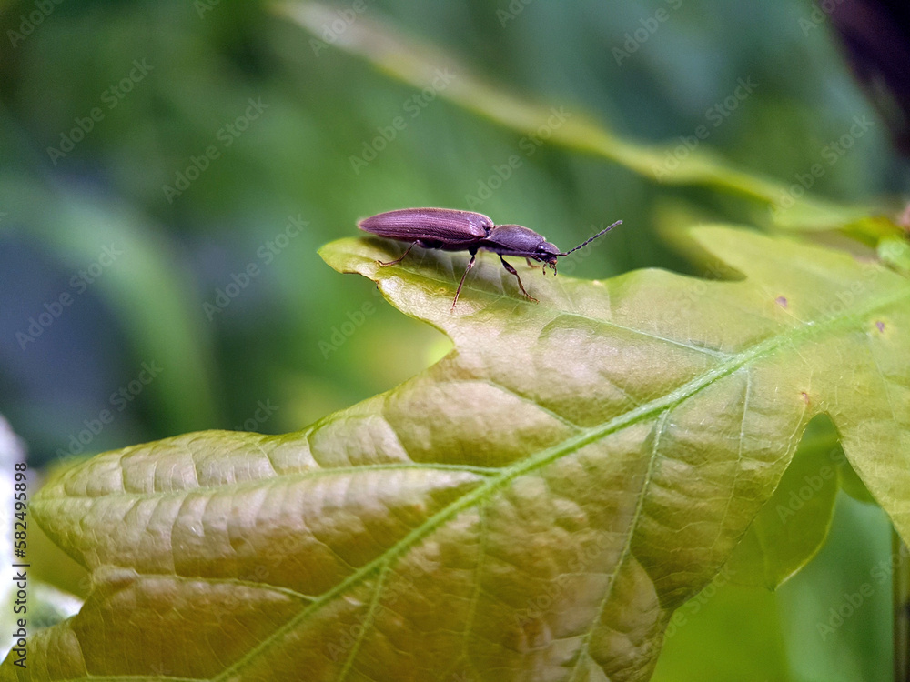 potato beetle on leaf potato beetle on leaf