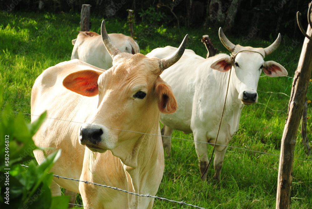 La Vaca. La Vaca.