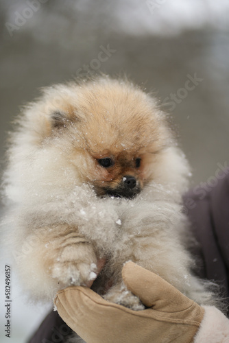 Pomeranian Spitz puppy in the hand in the snow close up