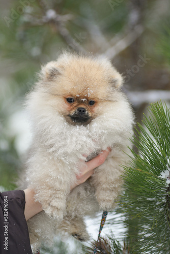 Pomeranian Spitz puppy in the hand in the snow close up