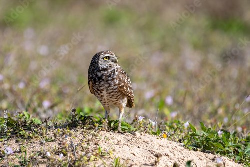 Burrowing owl near their nest. Before laying eggs, Burrowing Owls carpet the entrances to their homes with animal dung, which attracts dung beetles and other insects that the owls then catch and eat
