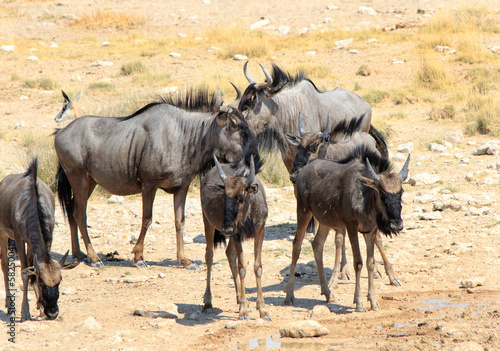 Small herd of Wildebeest congregated in a group on the dry African savannah in Namibia