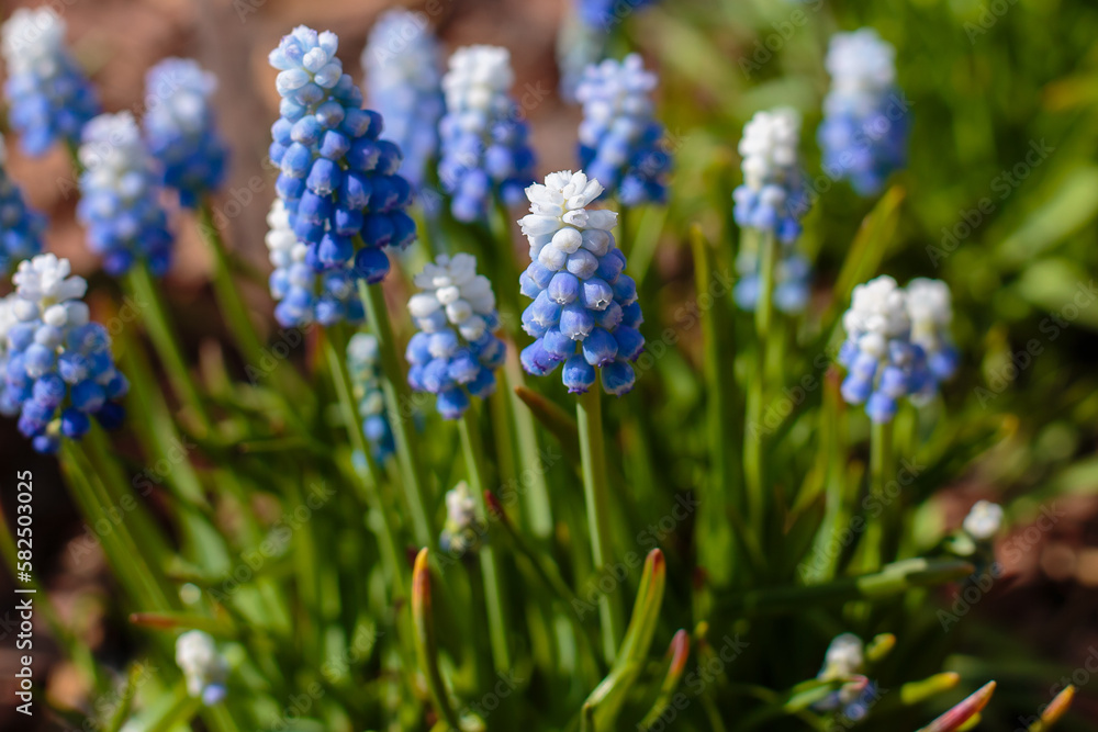 Muscari aucheri Ocean Magic blue flowers in the spring in the garden Muscari aucheri Ocean Magic blue flowers in the spring in the garden