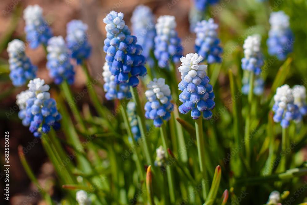 Muscari aucheri Ocean Magic blue flowers in the spring in the garden Muscari aucheri Ocean Magic blue flowers in the spring in the garden