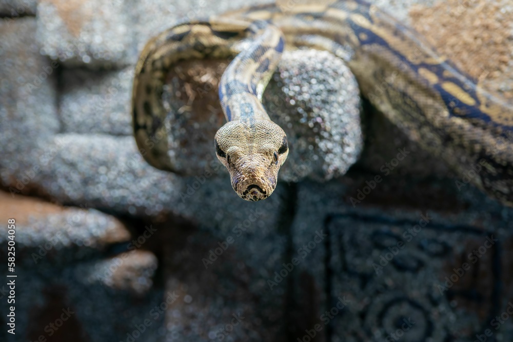 Closeup shot of a boa constrictor snake slithering on a rock wall