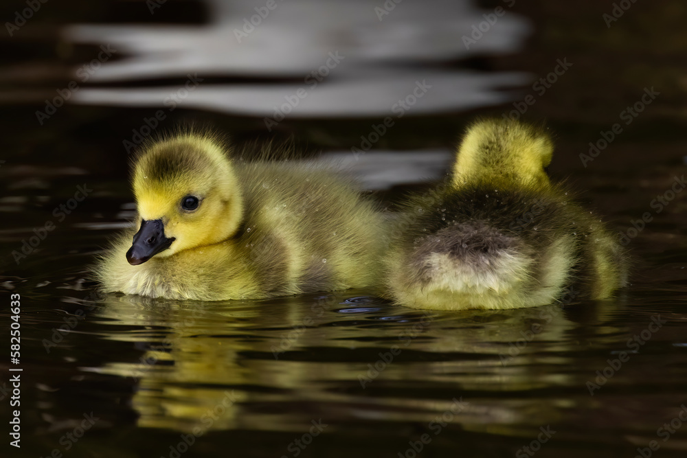 Closeup shot of two little Egyptian Gooses Goslings in the water Closeup shot of two little Egyptian Gooses Goslings in the water