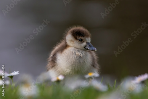 Closeup shot of a little Egyptian Goose Gosling on the grass photo