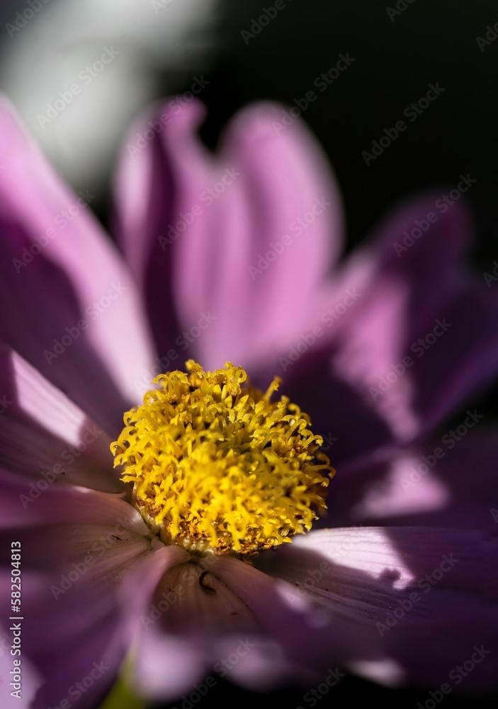 Closeup vertical shot of purple flower in bloom against blur background Closeup vertical shot of purple flower in bloom against blur background