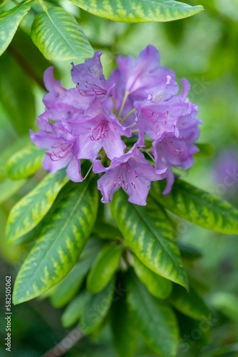 Vertical shot of Rhododendron plant in bloom with green leaves