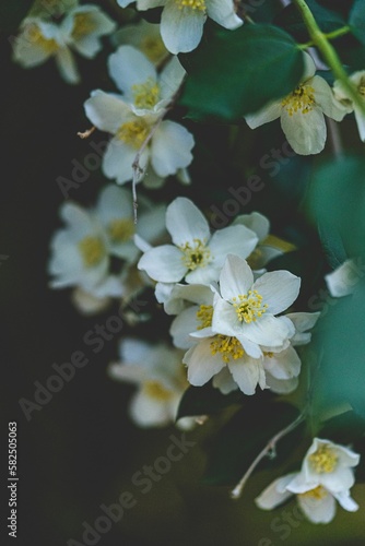 Vertical shot of Jasmine blossoms against blur background