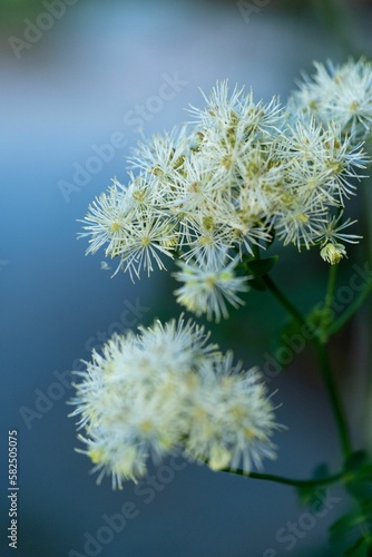 Vertical shot of white Cornflowers blooming against blur background