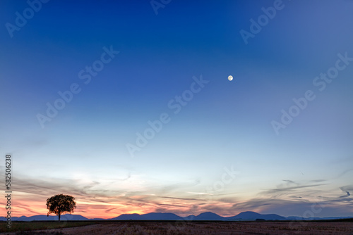Lonely tree with mountains at dusk  Pfalz  Germany