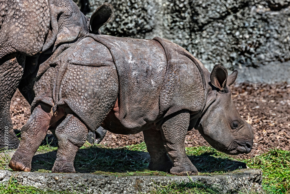 Fototapeta premium Young great indian rhinoceros. Latin name - Rhinoceros unicornis 