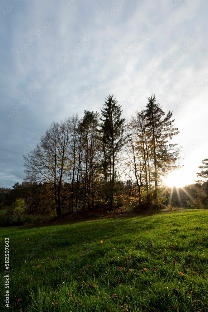 Vertical shot of a green field surrounded by trees Vertical shot of a green field surrounded by trees
