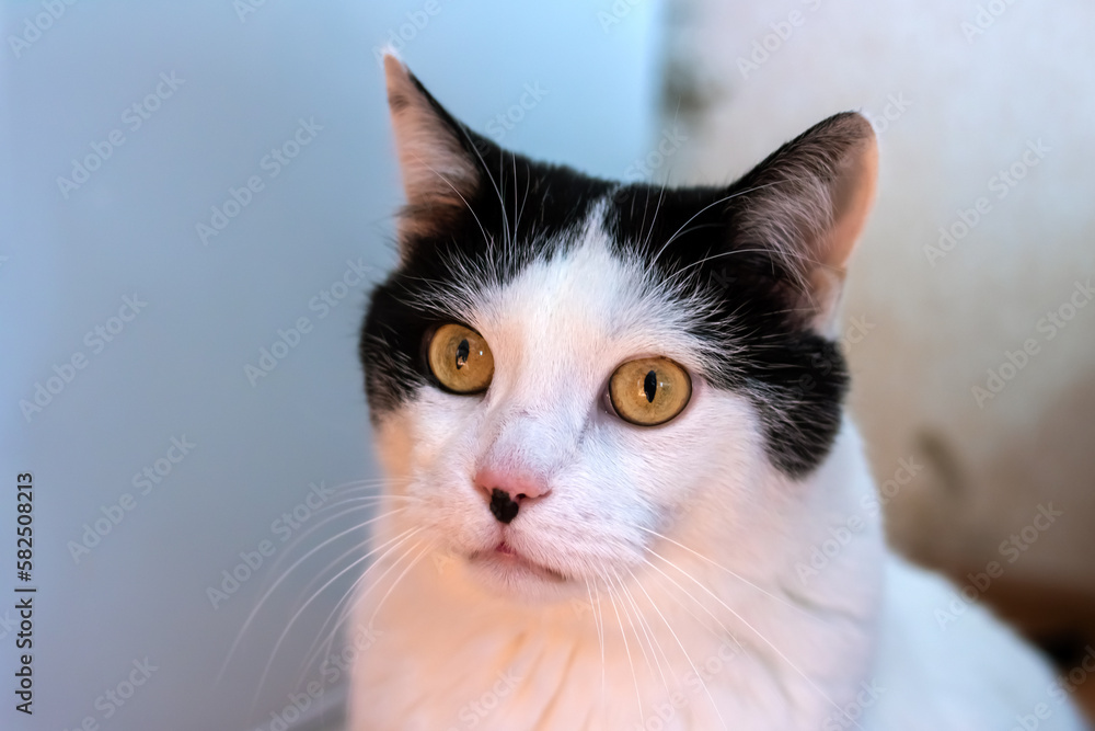 Surprised white cat at home, closeup portrait