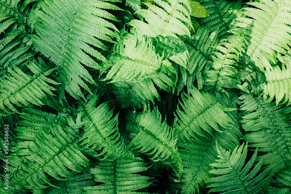 Closeup of fern plants in nature. Closeup of fern plants in nature.