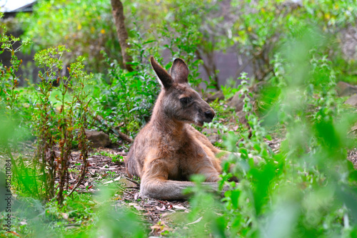 Fototapeta Naklejka Na Ścianę i Meble -  Kangaroos.Tasmania. Australia.
