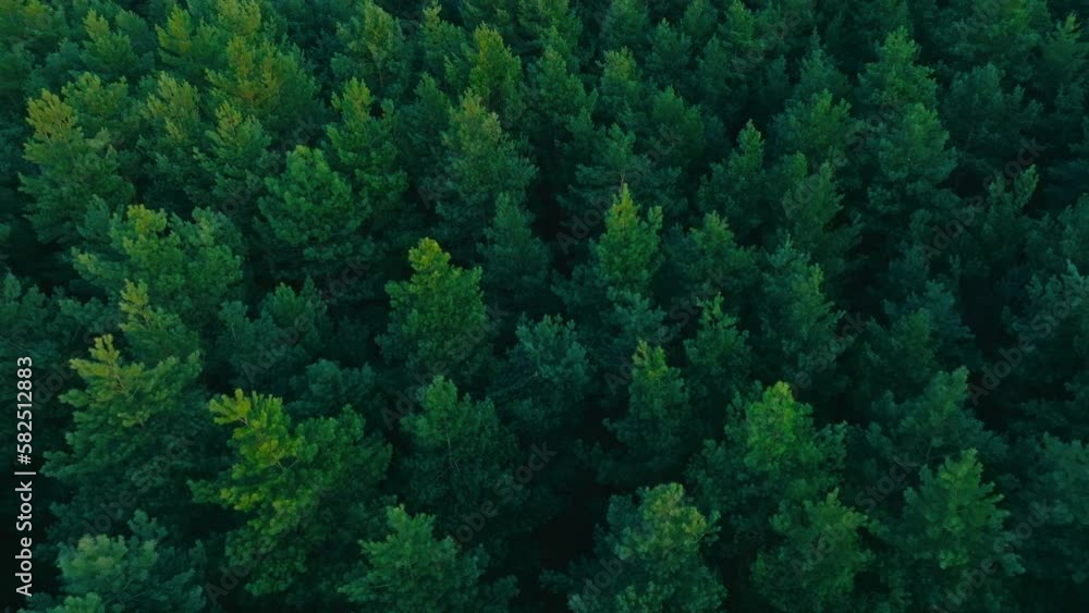 Drone flight over the forest, trees during the setting sun. Aerial view of trees, forest. Beautiful forest seen from the drone, green trees.