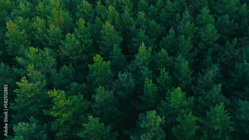 Drone flight over the forest, trees during the setting sun. Aerial view of trees, forest. Beautiful forest seen from the drone, green trees.