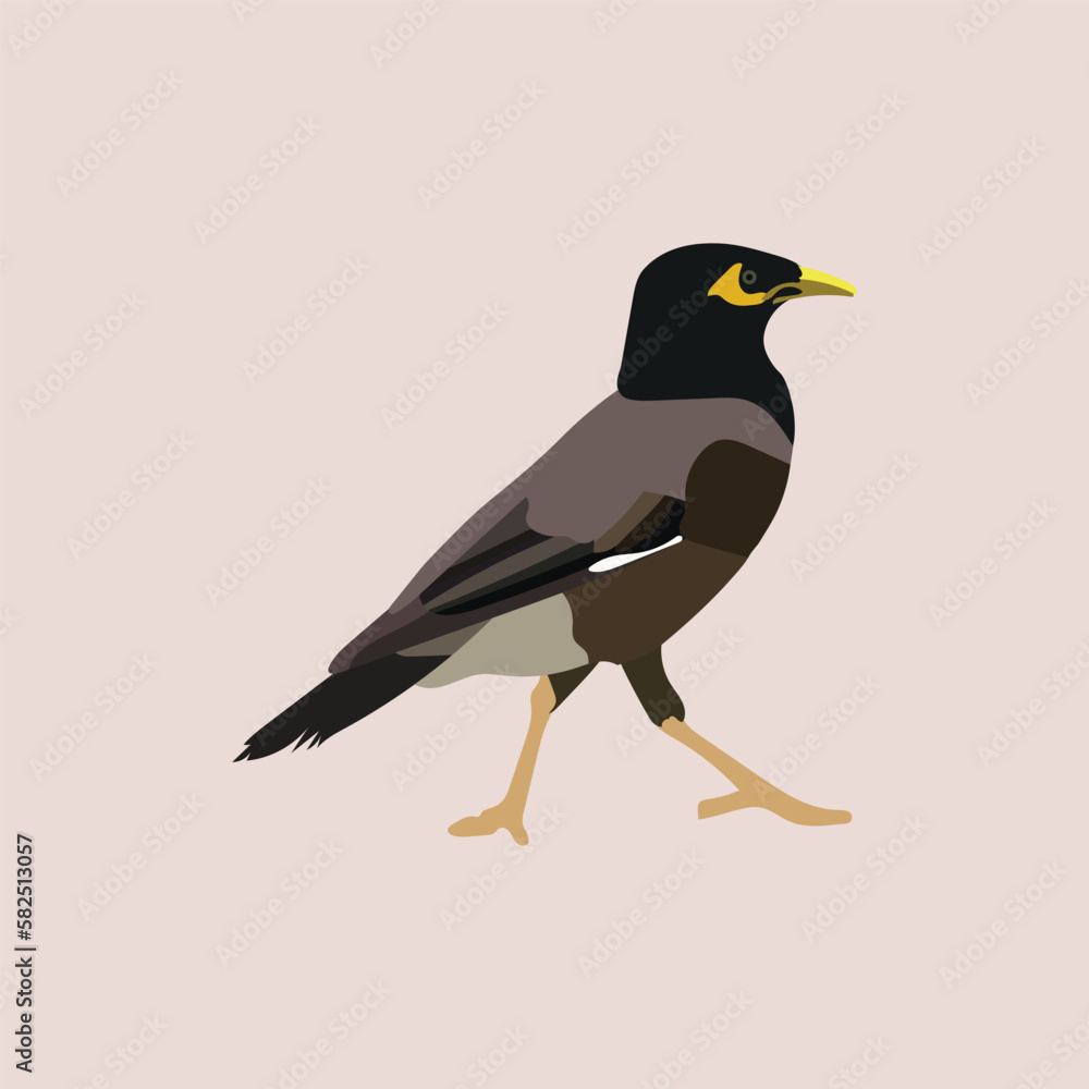 Martin- A Beautiful Rural Bird of Bangladesh Martin- A Beautiful Rural Bird of Bangladesh