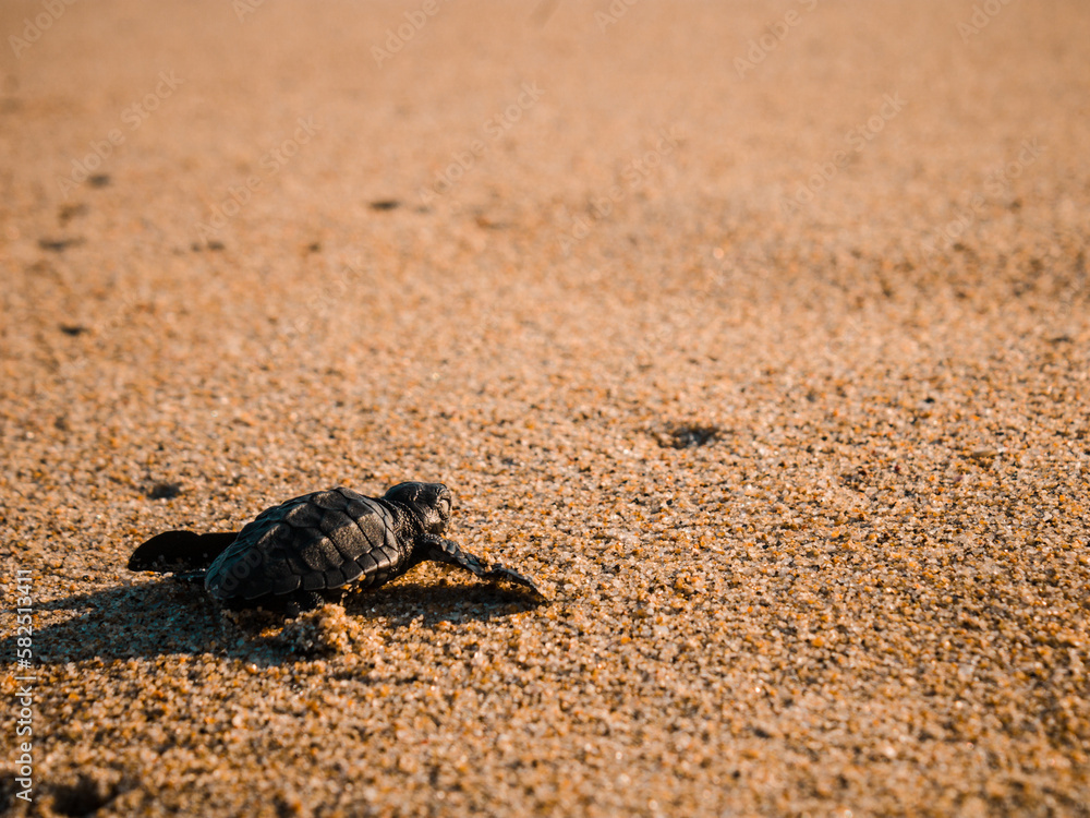 tortuga recien nacida yendo hacia el mar 
