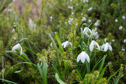 Snowdrop flowers in spring garden
