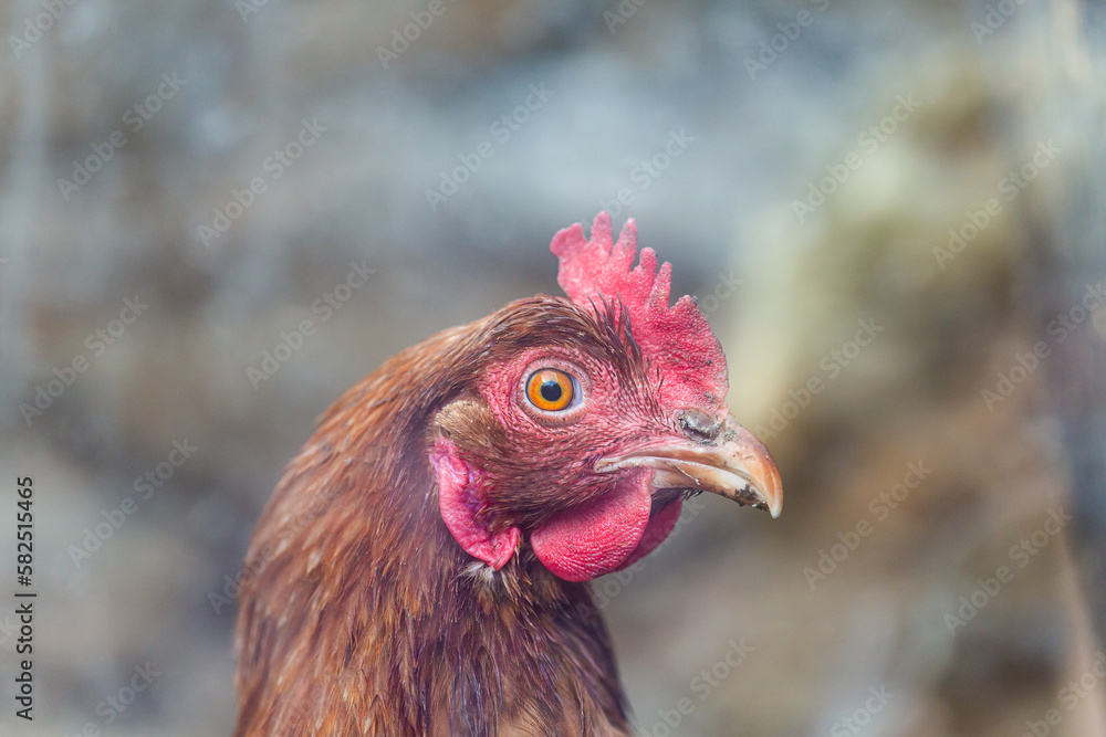 Portrait of a hen, golden - light brown one, moody photo