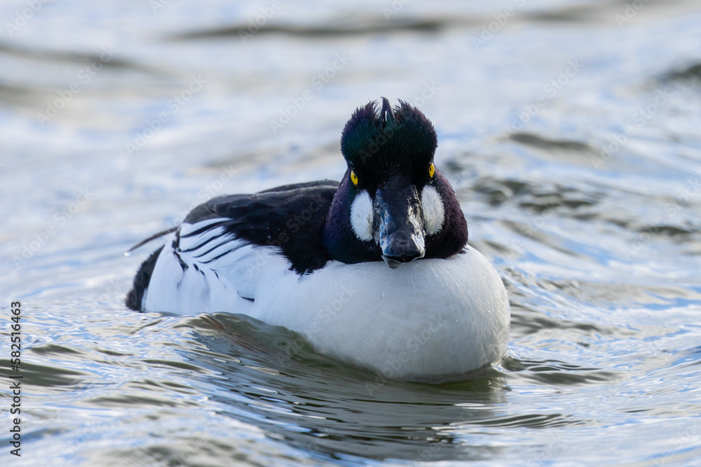 Male Common Goldeneye with a menacing look, seen in the wild in a North California marsh Male Common Goldeneye with a menacing look, seen in the wild in a North California marsh