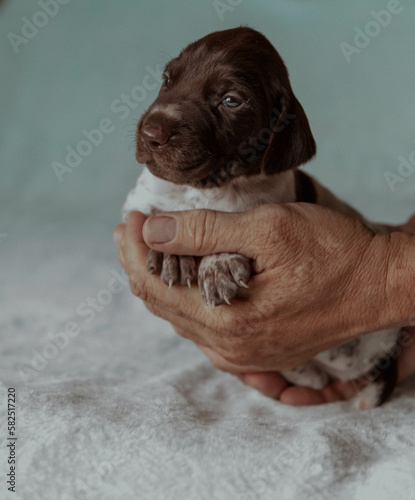 Newborn puppies kurtzhaar pointer in hands photo