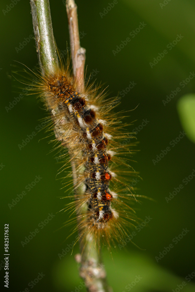 Die Raupe eine Goldafters an einer Pflanze. Eine Schmetterlingsraupe mit vielen Haaren. Die Raupe eine Goldafters an einer Pflanze. Eine Schmetterlingsraupe mit vielen Haaren.