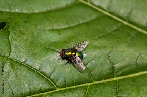 Eine Fliege, Goldfliege unbest. (Lucila spec.) auf einem Baumblatt.
 photo