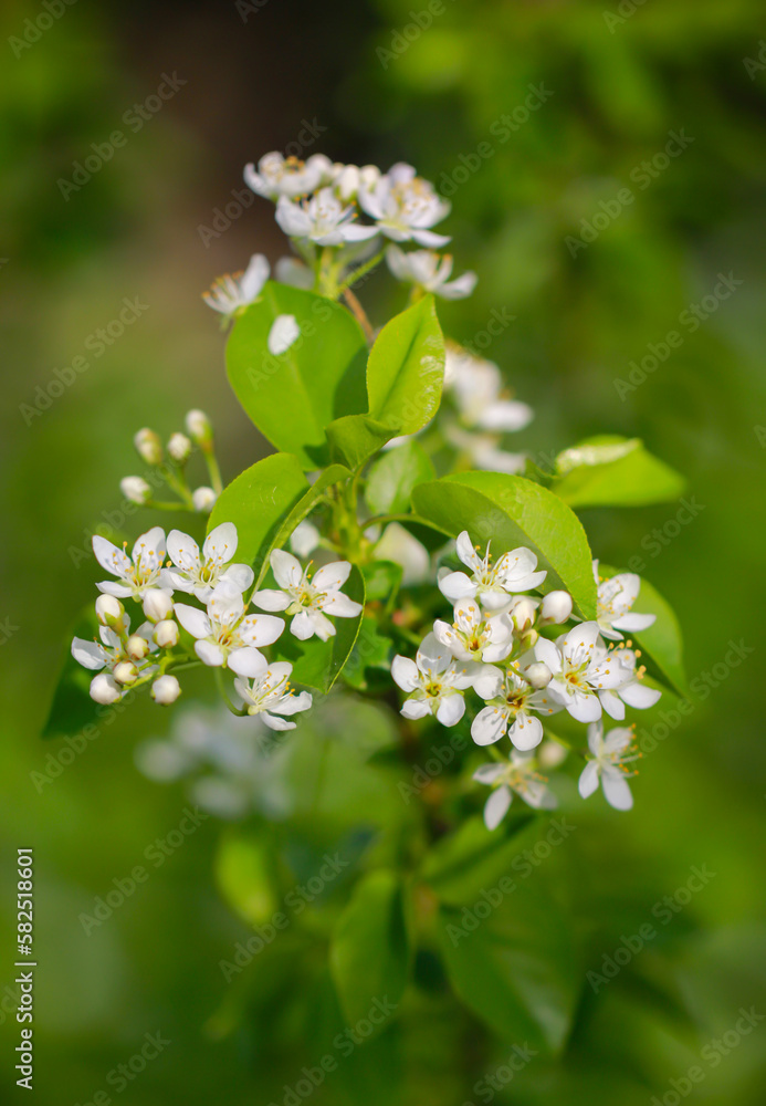 Ein Strauch in voller Blüte im Frühjahr. Viele weiße Blüten an einem Strauch. Ein Strauch in voller Blüte im Frühjahr. Viele weiße Blüten an einem Strauch.