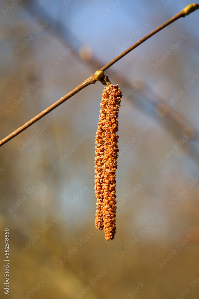 Die Frucht der Hängebirke an einem Zweig.
Die Frucht der Hängebirke an einem Zweig.