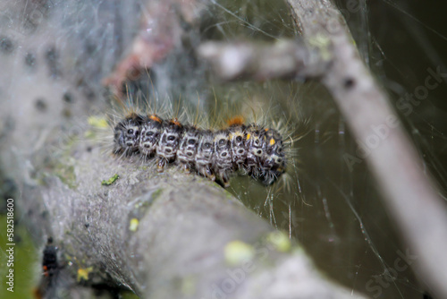 Eine Raupe eines Kleespinner, llasiocampa trifolii auf einem Ast, Zweig. photo