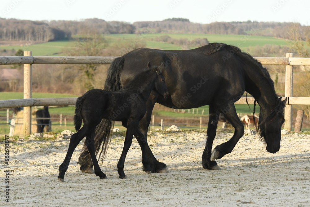 Un poulain de race frison avec sa maman cheval Un poulain de race frison avec sa maman cheval
