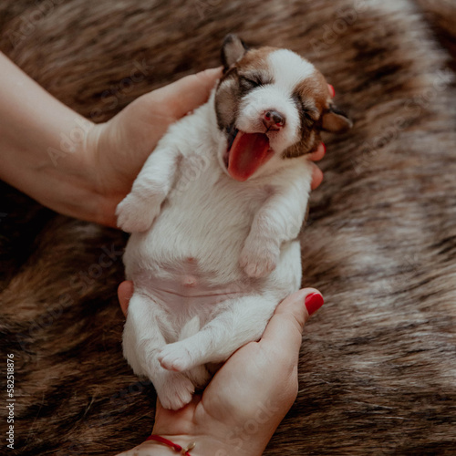 Cute newborn puppy jack russell terrier on hands yawn photo