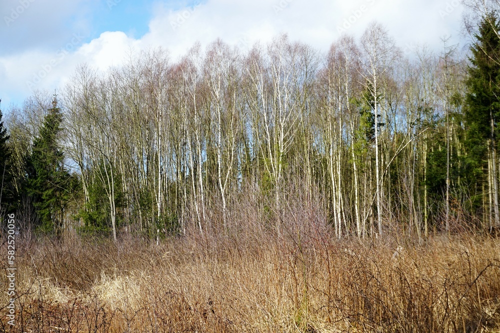 Waldlandschaft mit hohen Birkenbäumen und trockenem Gras vor blauem Himmel mit weißen Wolken bei Sonne Morgen im Winter Waldlandschaft mit hohen Birkenbäumen und trockenem Gras vor blauem Himmel mit weißen Wolken bei Sonne Morgen im Winter