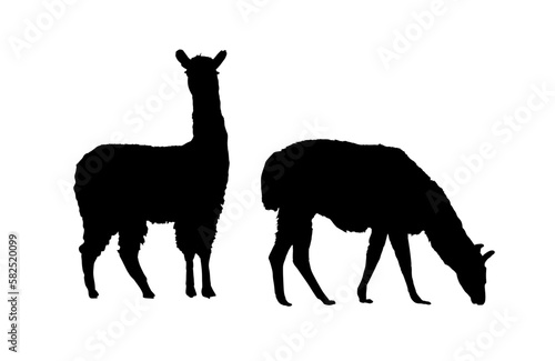 llama silhouette  alpaca silhouette - vector illustration