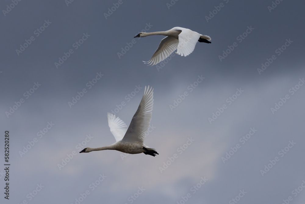 Snow geese flying in beautiful light, , seen in the wild in a North California marsh Snow geese flying in beautiful light, , seen in the wild in a North California marsh