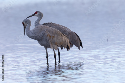 A couple of Sandhill cranes, seen in the wild in a North California marsh 
