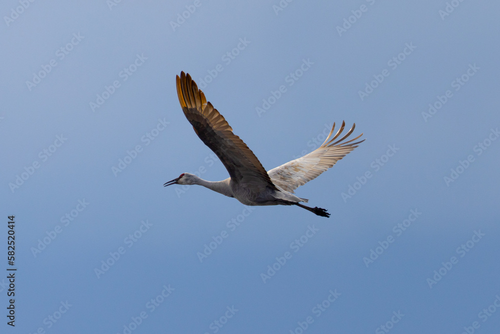 Fototapeta premium Sandhill crane, crane, , landing, flying, wing, beauty, stork, spread wings, feather, beak, white, marsh, water, swamp, blue, long, marsh, warm colors, long beak, water, harmony, beauty, white, brown,