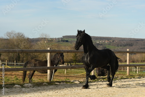 Un cheval noir de race frison dans un élevage