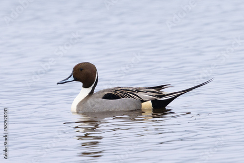 Very close view of a Northern pintail,  seen in a North California marsh