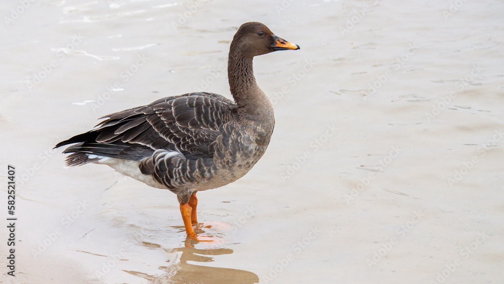 goose on the beach goose on the beach