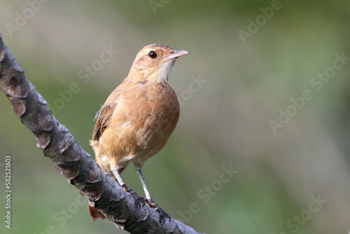 Rufous Hornero (Furnarius rufus), isolated, perched on a branch photo