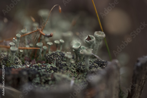 A group of green small mushrooms on a moss-covered stump in the forest. Autumn forest background. Selective focus