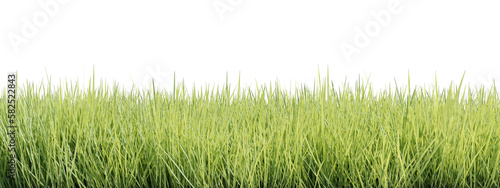 Evergreen grass field in nature, meadow in springtime, Tropical forest isolated on transparent background - PNG file, 3D rendering illustration for create and design or etc