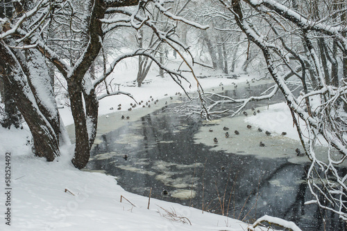 Winter landscape. Ducks swim in a Akerselva river.