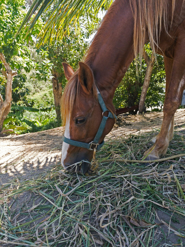Domestic horse eats hay on a sunny day.